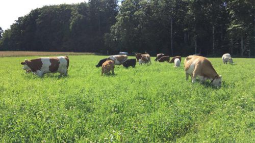 Direct ferme famille Henry