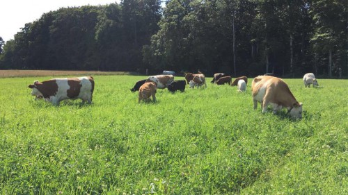 Direct ferme famille Henry