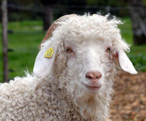 Mohair du Jorat